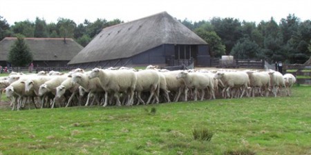 Schapedrift (Ermelo)